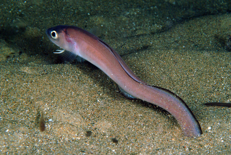 Ophidion barbatum